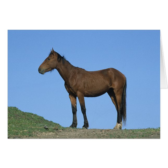 Wild Mustang Horse (Vorderseite (Horizontal))