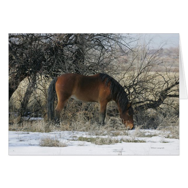 Wild Mustang Horse im Schnee 1 (Vorderseite (Horizontal))