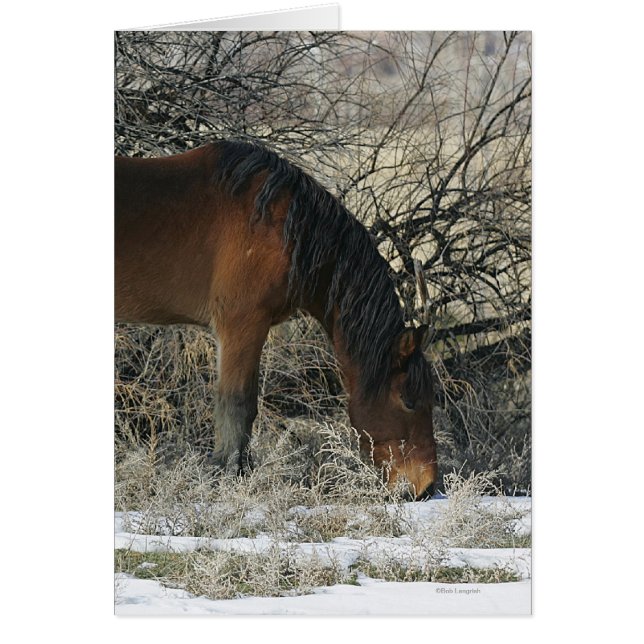 Wild Mustang Horse im Schnee 1 (Vorne)