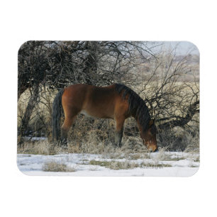 Wild Mustang Horse im Schnee 1 Magnet