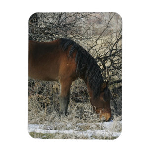 Wild Mustang Horse im Schnee 1 Magnet