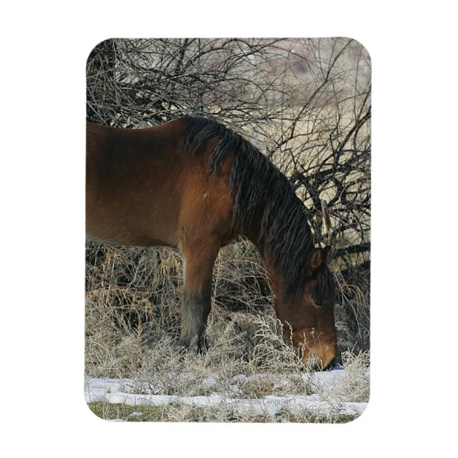 Wild Mustang Horse im Schnee 1 Magnet (Vertikal)