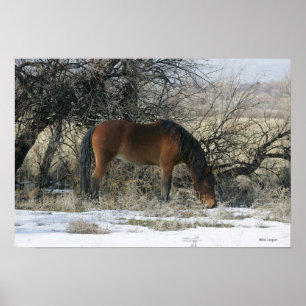 Wild Mustang Horse im Schnee 1 Poster