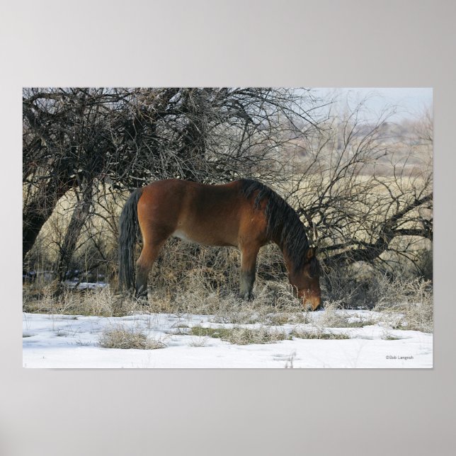 Wild Mustang Horse im Schnee 1 Poster (Vorne)
