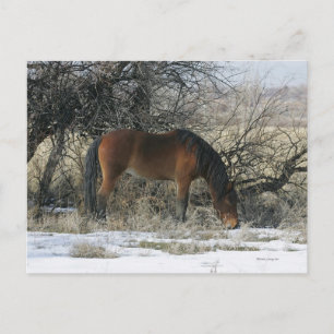 Wild Mustang Horse im Schnee 1 Postkarte