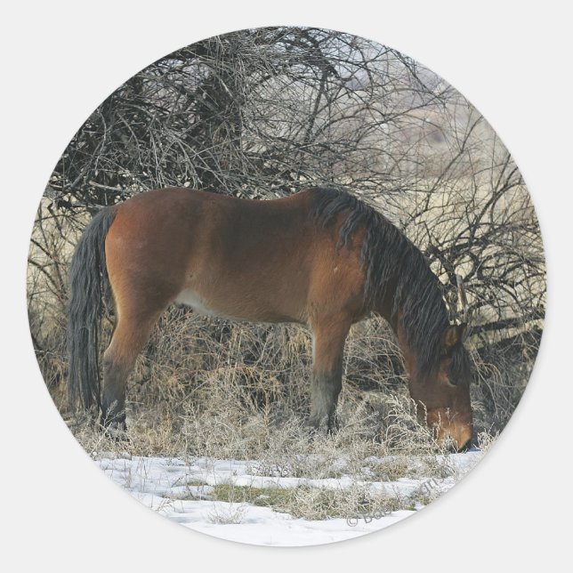 Wild Mustang Horse im Schnee 1 Runder Aufkleber (Vorderseite)