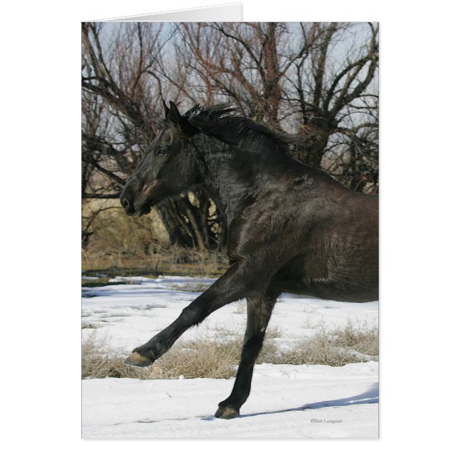Wild Mustang Horse im Schnee 2 (Vorne)