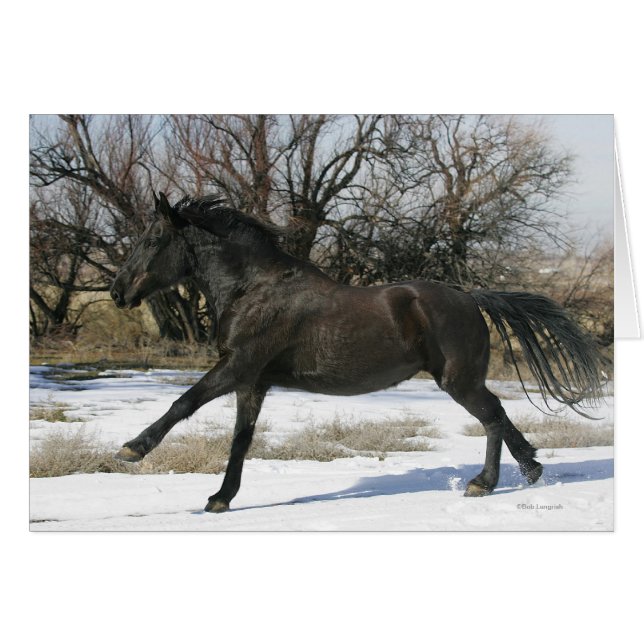 Wild Mustang Horse im Schnee 2 (Vorderseite (Horizontal))