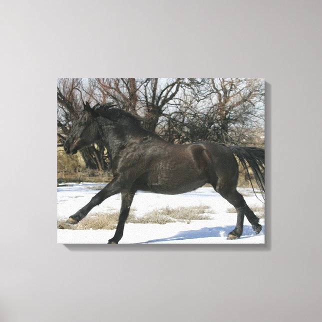 Wild Mustang Horse im Schnee 2 Leinwanddruck (Vorderseite)