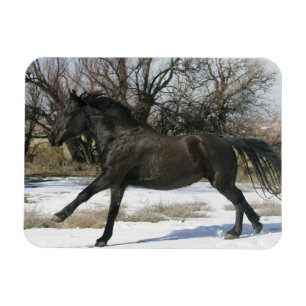 Wild Mustang Horse im Schnee 2 Magnet