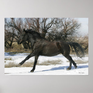 Wild Mustang Horse im Schnee 2 Poster