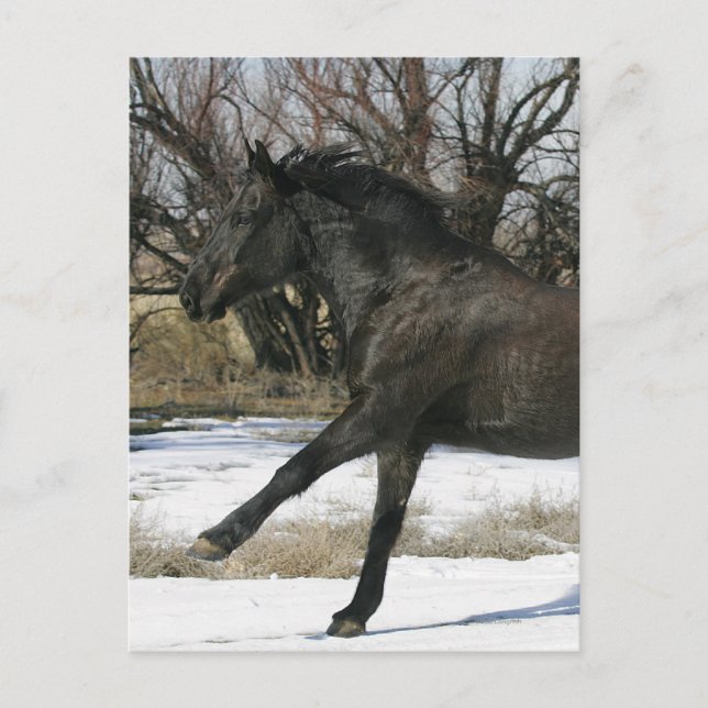 Wild Mustang Horse im Schnee 2 Postkarte (Vorderseite)
