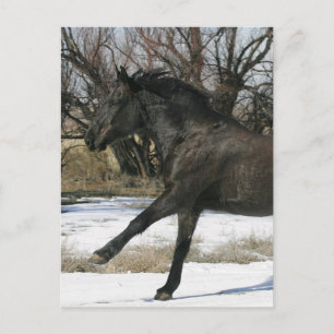 Wild Mustang Horse im Schnee 2 Postkarte
