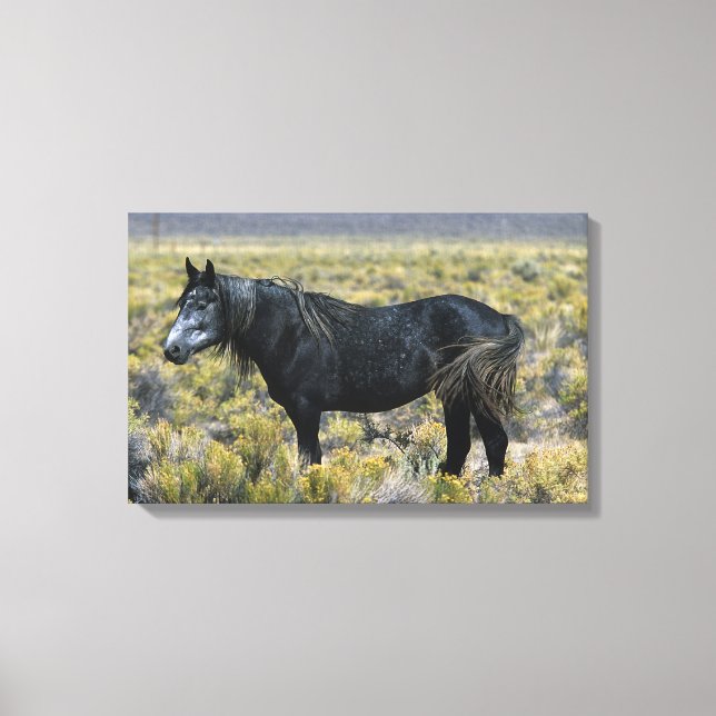 Wild Mustang Horse in der Wüste Leinwanddruck (Vorderseite)