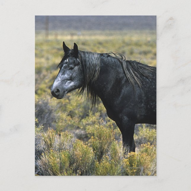 Wild Mustang Horse in der Wüste Postkarte (Vorderseite)