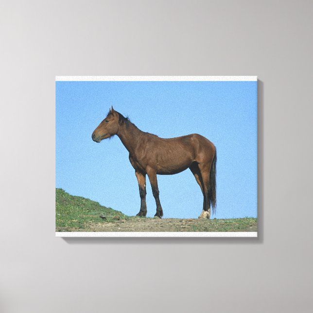 Wild Mustang Horse Leinwanddruck (Vorderseite)