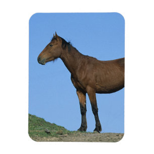 Wild Mustang Horse Magnet