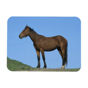 Wild Mustang Horse Magnet