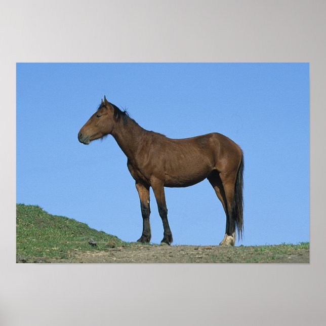 Wild Mustang Horse Poster (Vorne)