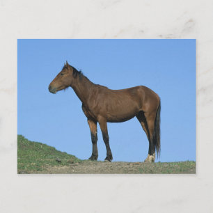 Wild Mustang Horse Postkarte