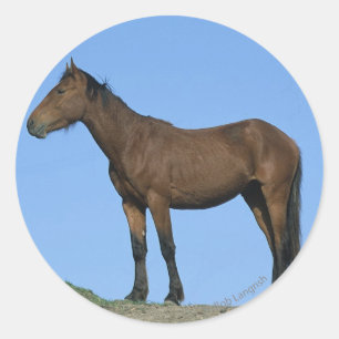 Wild Mustang Horse Runder Aufkleber