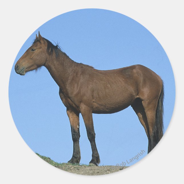 Wild Mustang Horse Runder Aufkleber (Vorderseite)