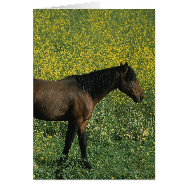 Wild Mustang Horse Stehend in Blume (Vorne)