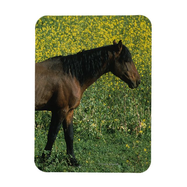 Wild Mustang Horse Stehend in Blume Magnet (Vertikal)