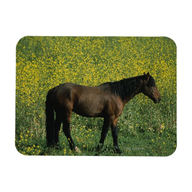 Wild Mustang Horse Stehend in Blume Magnet (Horizontal)