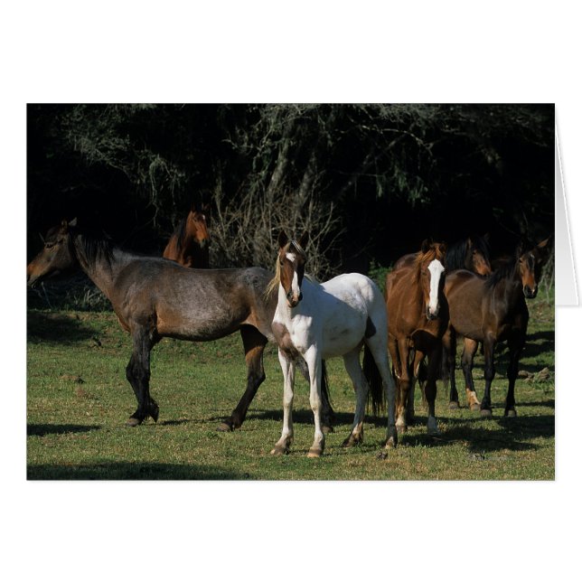 Wild Mustang Horses 1 (Vorderseite (Horizontal))