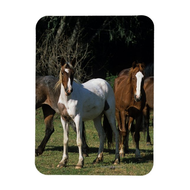 Wild Mustang Horses 1 Magnet (Vertikal)