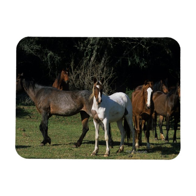 Wild Mustang Horses 1 Magnet (Horizontal)