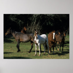 Wild Mustang Horses 1 Poster