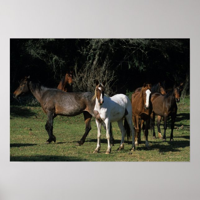 Wild Mustang Horses 1 Poster (Vorne)