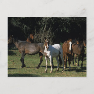 Wild Mustang Horses 1 Postkarte