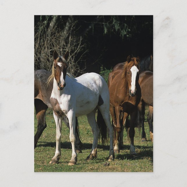 Wild Mustang Horses 1 Postkarte (Vorderseite)