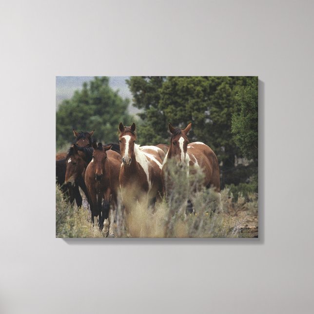 Wild Mustang Horses 2 Leinwanddruck (Vorderseite)