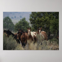 Wild Mustang Horses 2