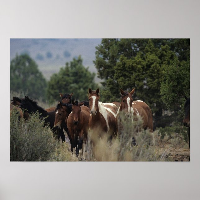 Wild Mustang Horses 2 Poster (Vorne)