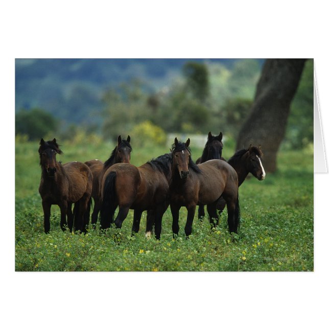 Wild Mustang Horses 3 (Vorderseite (Horizontal))