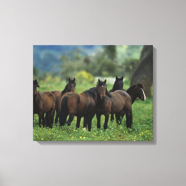 Wild Mustang Horses 3 Leinwanddruck (Vorderseite)