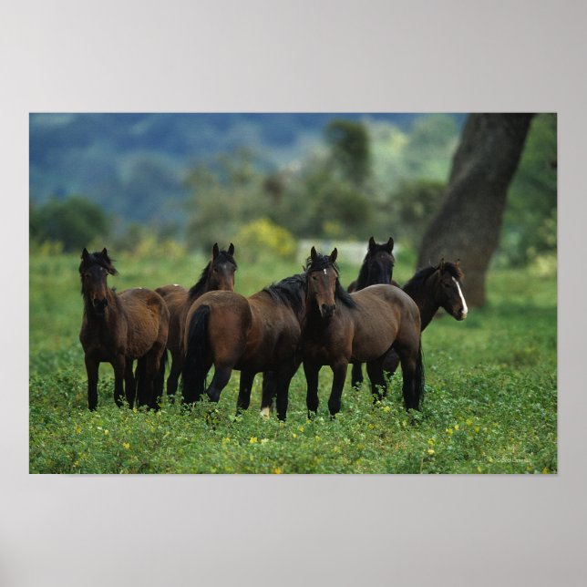 Wild Mustang Horses 3 Poster (Vorne)