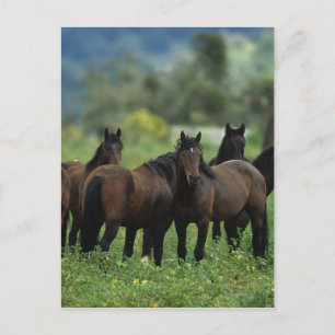 Wild Mustang Horses 3 Postkarte