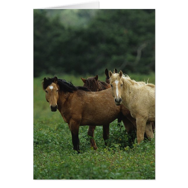 Wild Mustang Horses 4 (Vorne)