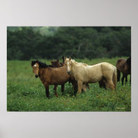 Wild Mustang Horses 4