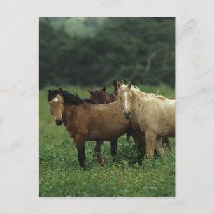 Wild Mustang Horses 4 Postkarte