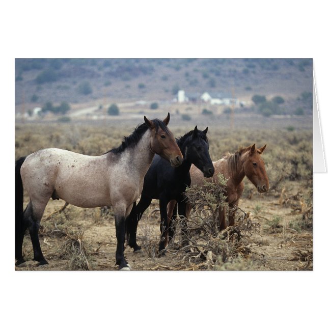 Wild Mustang Horses 5 (Vorderseite (Horizontal))