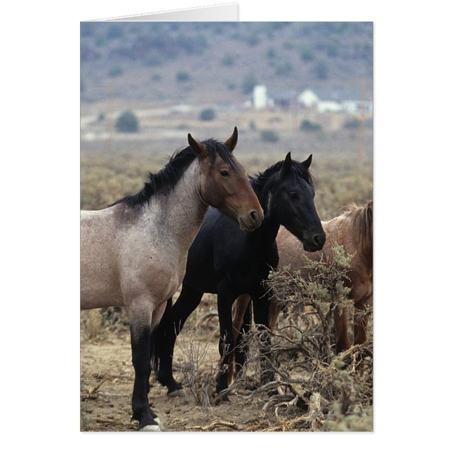Wild Mustang Horses 5 (Vorne)
