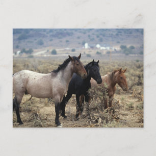 Wild Mustang Horses 5 Postkarte