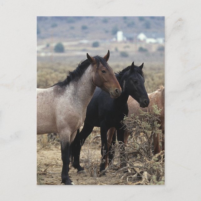 Wild Mustang Horses 5 Postkarte (Vorderseite)